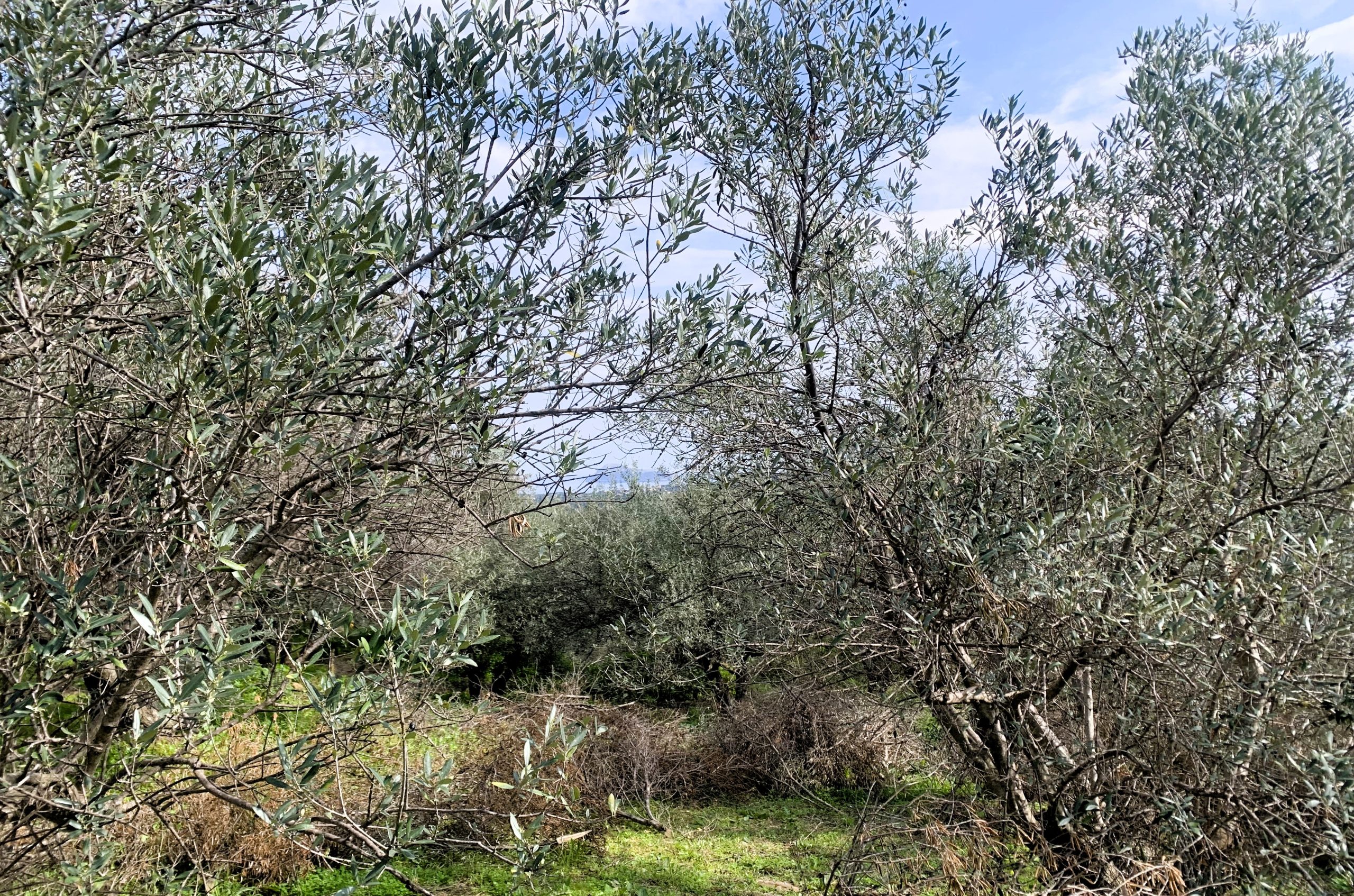 Bagordakis and Partners