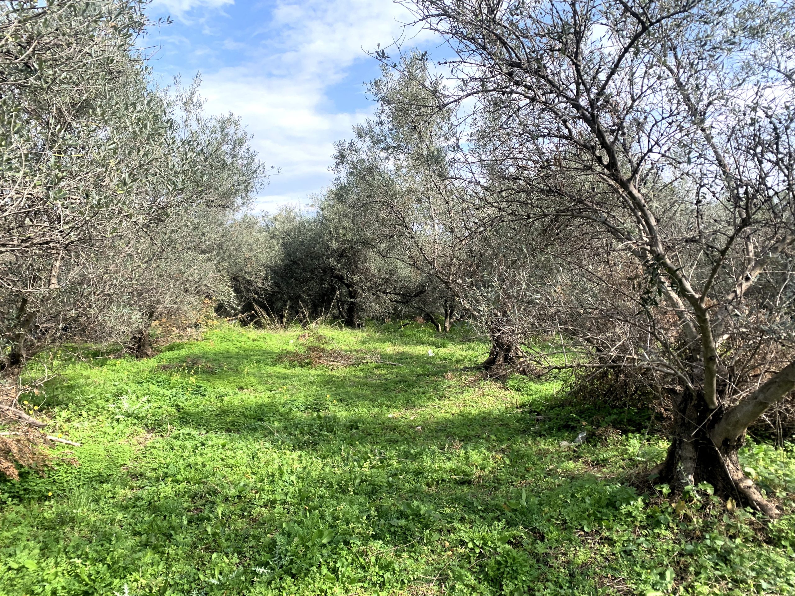 Bagordakis and Partners